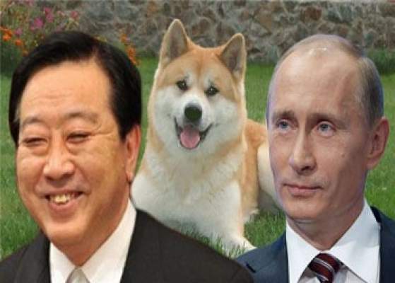 من أجل “تقريب المواقف” اليابان تهدي الرئيس الروسي بوتين كلبا من سلالة “اكيتا اينو”