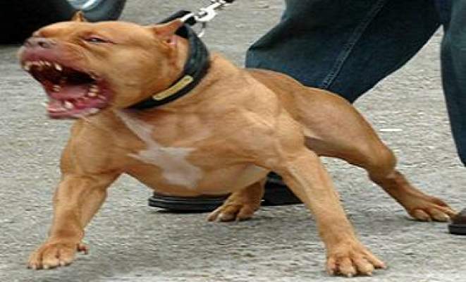 طنجة: الشرطة تضطر لاستعمال السلاح الناري لضبط مروج مخدرات وكلبيه من فصيلة “بيتبول”