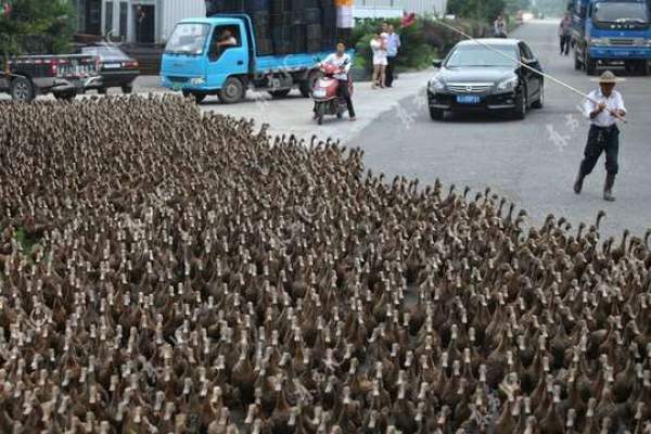 بالصور: مزارع صيني ينظم مسيرة ناجحة لـ5 آلاف بطة بالشوارع