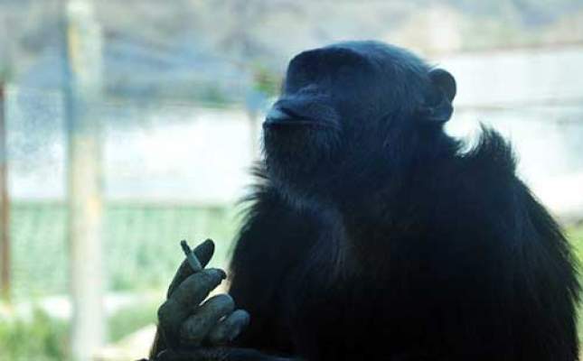 بالفيديو: شمبانزي يدمن التدخين بالصين مثل البشر تماما