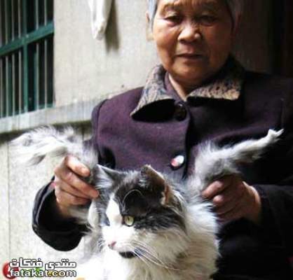 “لله في خلقه شؤون”: أم العجائب..قطة بجناحين في الصين!!