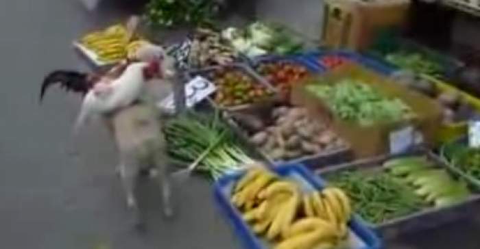 بالفيديو: كلب يبيع دجاجاً على ظهره في الصين