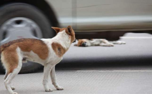 بالصور: كلب صينى وفي يستميت في إيقاظ زوجته عقب مقتلها فى حادثة سير‏