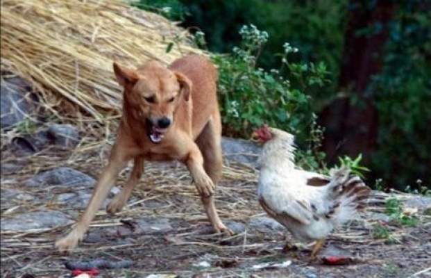 أمريكية تواجه السجن بسبب عواء كلباها على دجاجة جارتها تسببا في إصابتها بأزمة قلبية ونفوقها