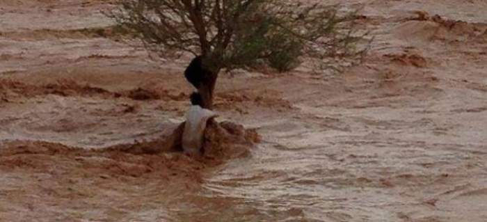 بالصورة: شجرة “رحيمة” تنقذ شبين من غرق محقق