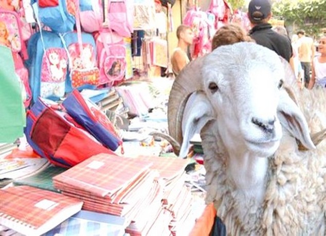 عيد الأضحى تشكل ما يقرب من 29 % من الإنفاق الشهري العام للأسرة المغربية