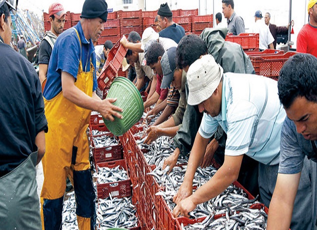 ارتفاع الكميات المفرغة من منتجات الصيد الساحلي والتقليدي بـ 8% متم نونبر 2016