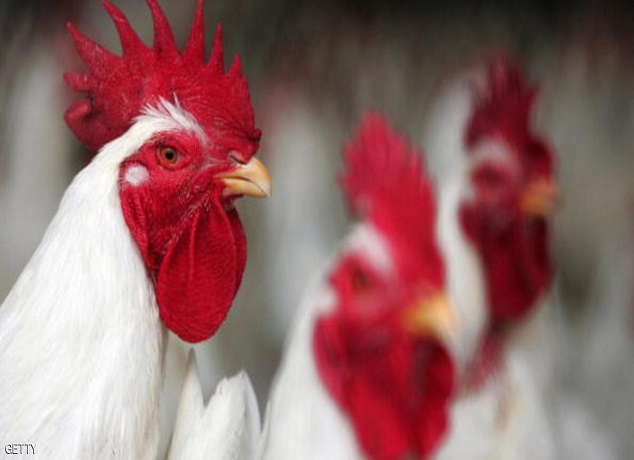 كوريا الجنوبية تستعين بالجيش لإعدام الدواجن في أسوإ انتشار لانفلونزا الطيور