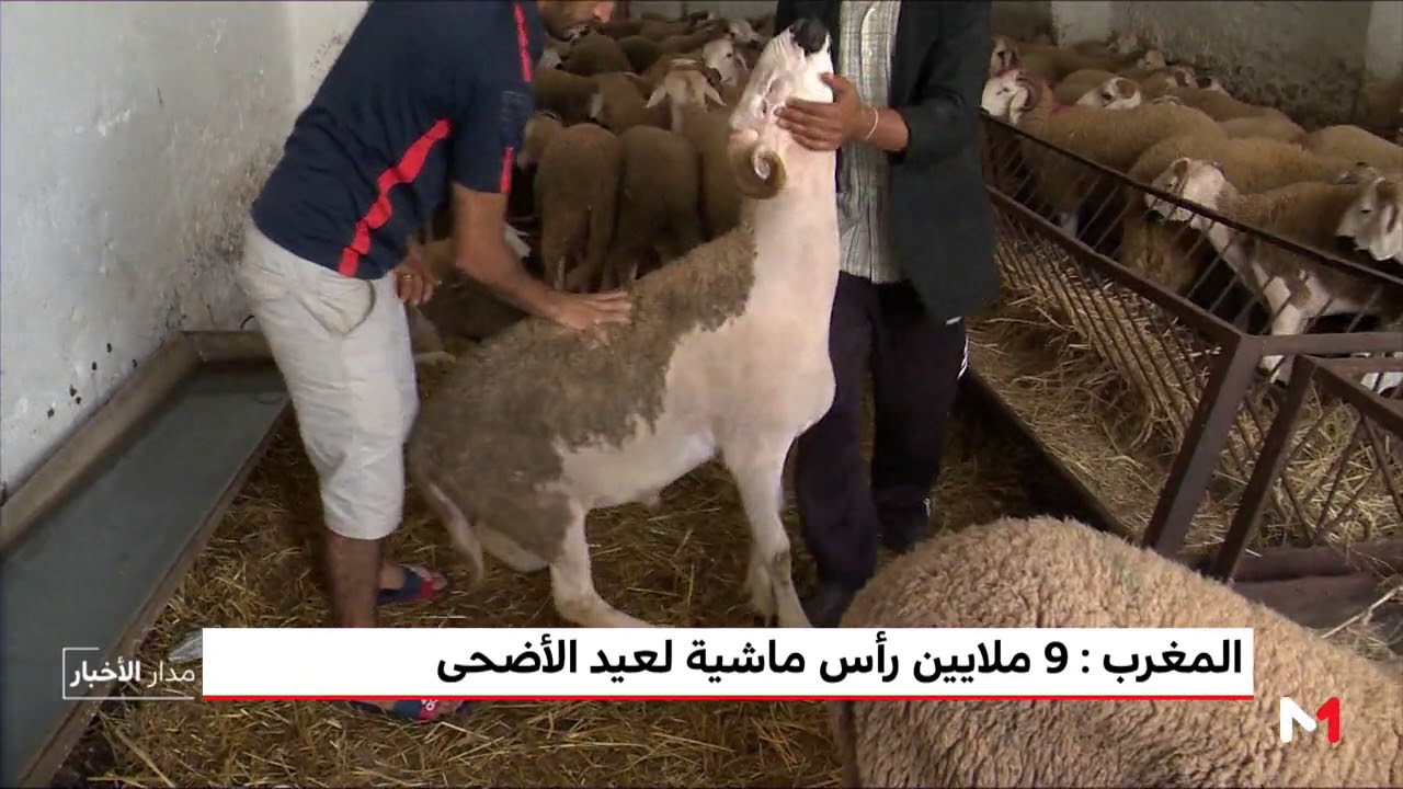 فيديو: المغرب.. 9 ملايين رأس ماشية لعيد الأضحى