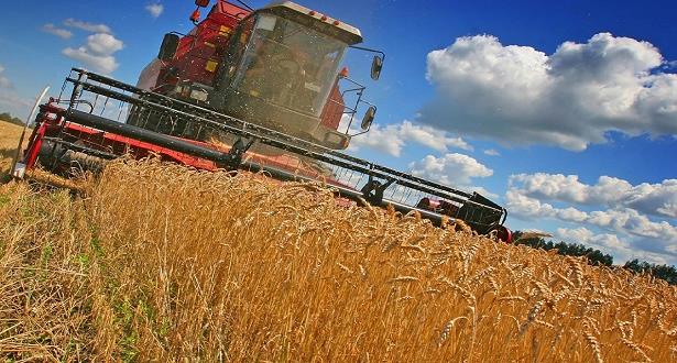 إنتاج الحبوب بلغ 96 مليون قنطار خلال الموسم الفلاحي 2016- 2017