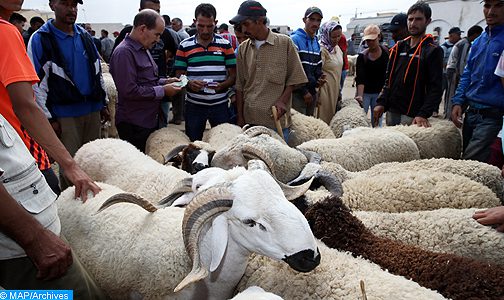 عيد الأضحى 1440: ترقيم حوالي 7 ملايين و400 ألف رأس من الأغنام والماعز