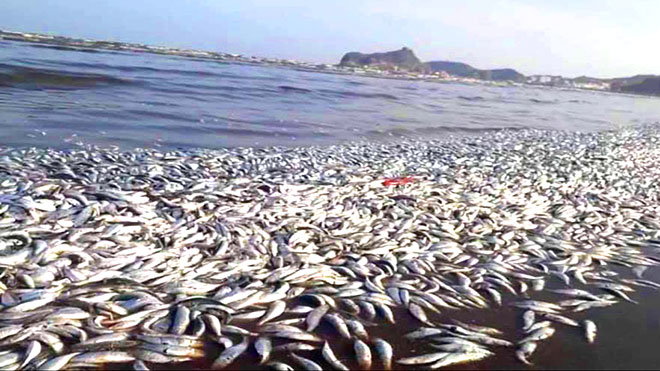 وزارة الفلاحة تكشف سبب نفوق أسماك ببحيرة سيدي بوغابة