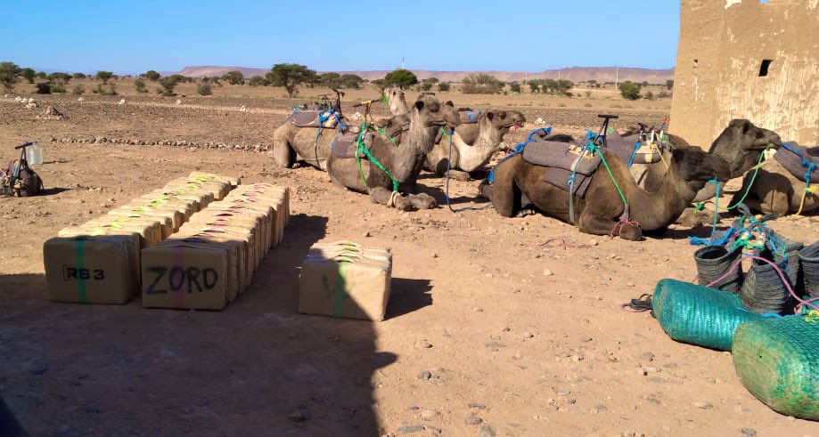 بالصور ..النوق والجمال بما حملت: إجهاض محاولة لتهريب طن و25 كيلوغراما من الشيرا بالراشيدية