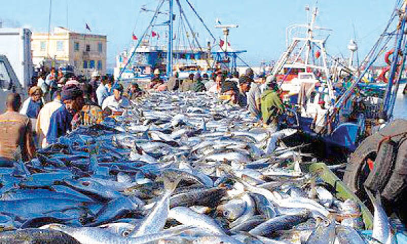 انخفاض منتوجات أسماك الصيد الساحلي �
