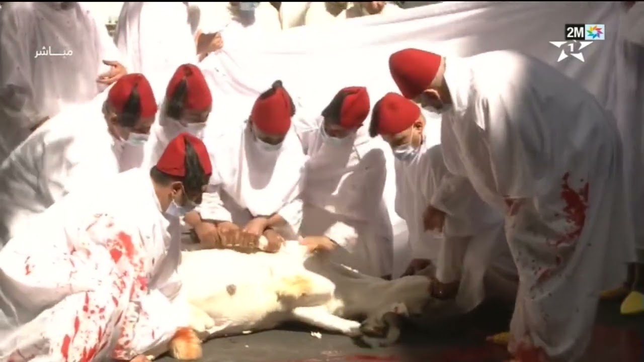 فيديو: أمير المؤمنين جلالة الملك محمد السادس ينحر أضحية العيد