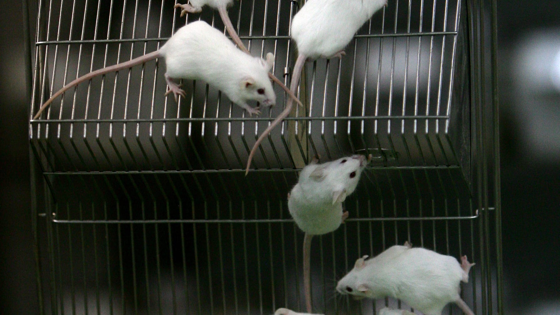 فيديو: دراسة تنجح في إعادة فئران عجوز إلى شبابها..هل توصل العلماء لعلاج الشيخوخة؟