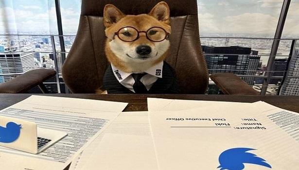 ‘إيلون ماسك’ يعين كلبا  في منصب الرئيس التنفيذي لشركة ‘تويتر’