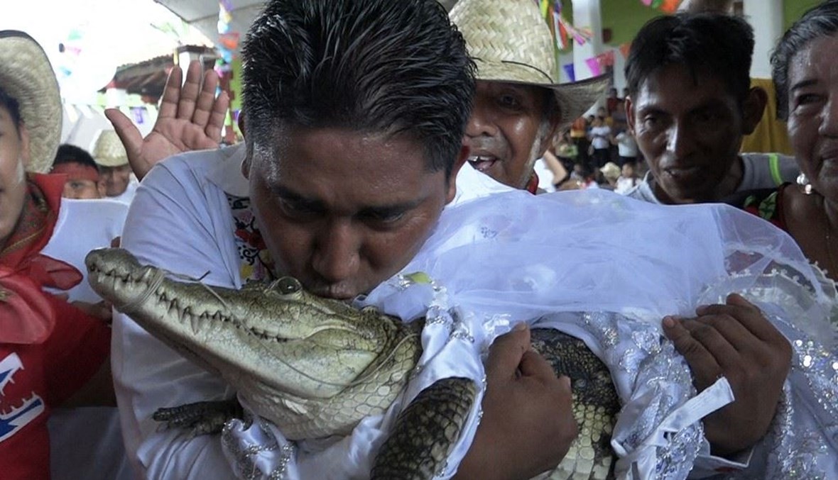 بالصور.. عمدة مكسيكي يتزوّج من أنثى تمساح