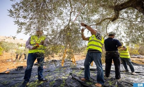 بتمويل من وكالة بيت مال القدس: قطاف الزيتون يتواصل في القدس في إطار حملة ‘عونة 2023’