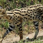 المغرب: القط الأنمر من الأصناف المهددة بالانقراض
