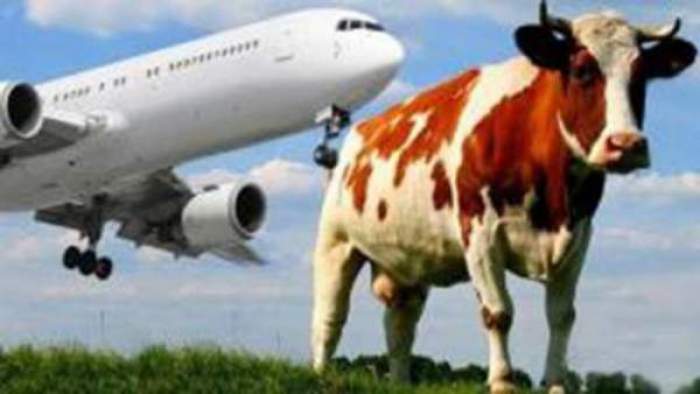 طائرة ركاب تصطدم ببقرة وتنحرف عن المدرج في إندونيسيا!