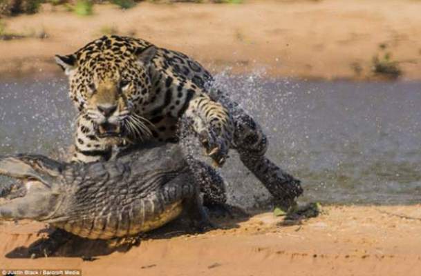 بالصور .. نمر أمريكي يقتل تمساحاً استوائياً بعد معركة شرسة