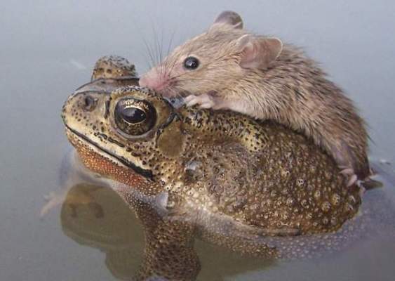 بالصورة: ضفدع ينقذ فأر من الغرق