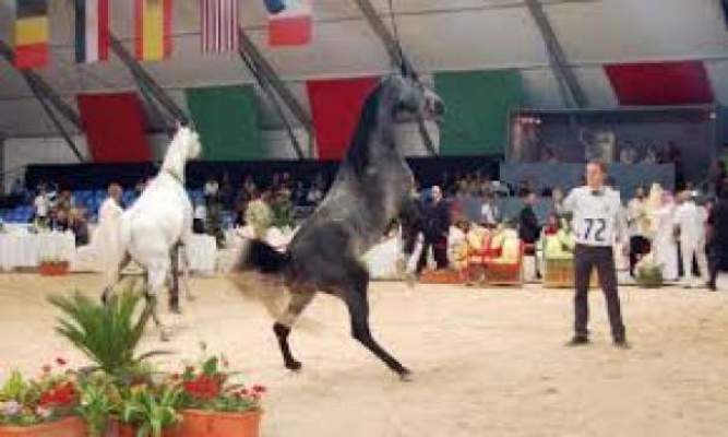 الدورة السابعة لمعرض الفرس للجديدة 2014 تحت شعار “الفروسية السياحية بالمغرب”
