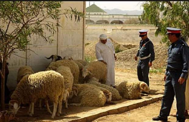 إطلاق النار في عملية سرقة 37 خروفا بحد السوالم